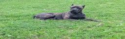Cane Corso dogs for sale: Grey collar- male - Ad 13