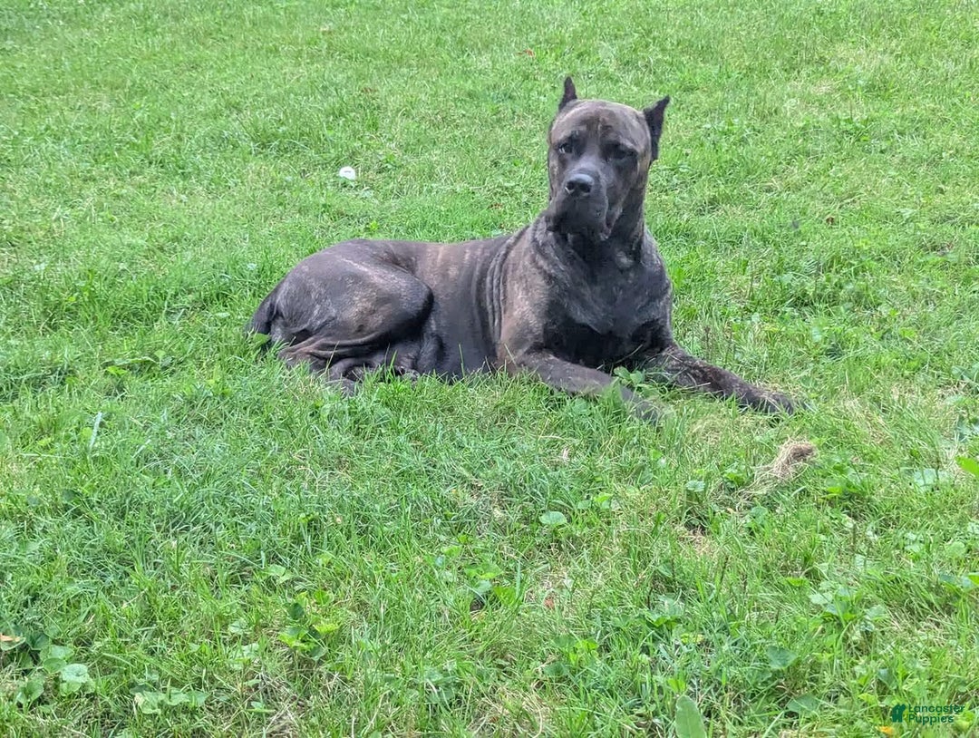 Cane Corso dogs for sale: Grey collar- male - Ad 13