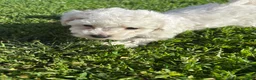 Bichpoo dogs for sale: Maple - Ad 5