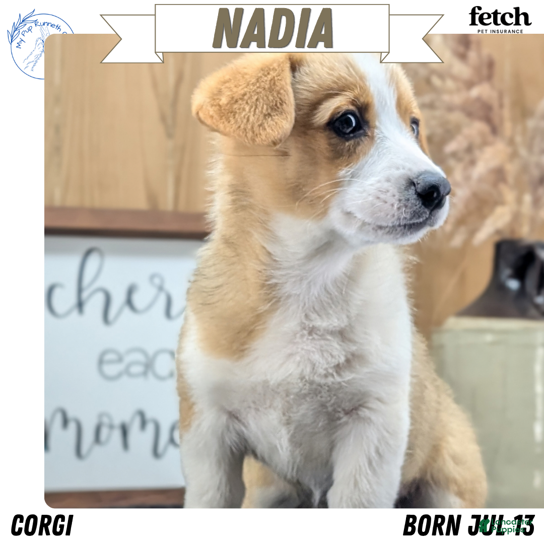 Nadia (Pembroke Corgi, Female) in Goshen, IN