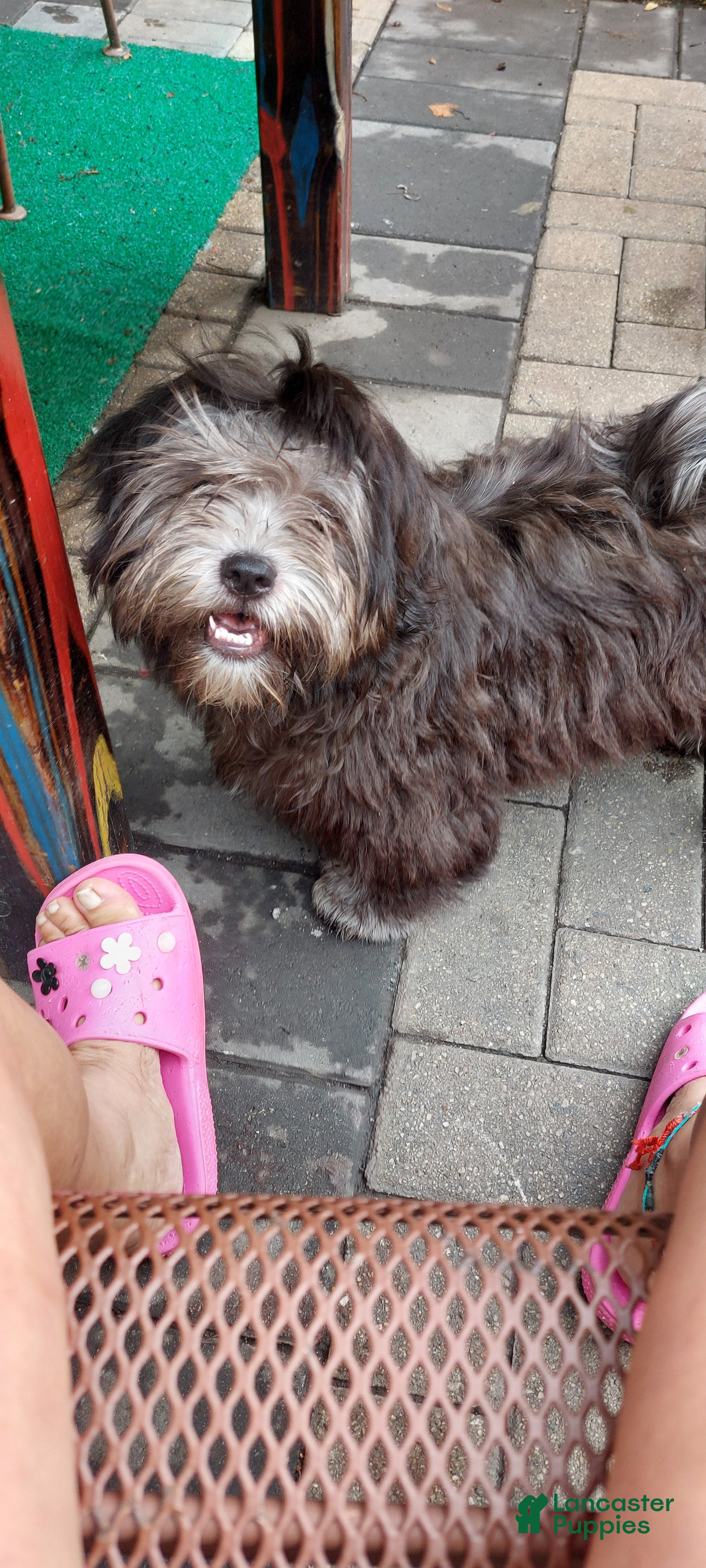 Shih Tzu dogs Shih Tzu 1 - Ad 1