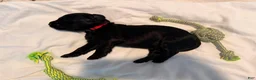 Double Doodle dogs for sale: Ruby - Ad 4