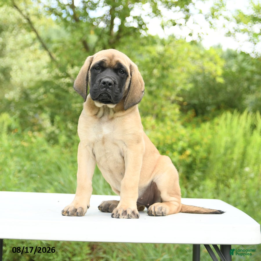 English Mastiff dogs Mocha - Ad 1