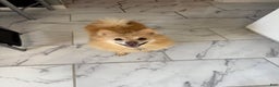 Pomeranian dogs for sale: Pomeranian Puppy 1 - Ad 23