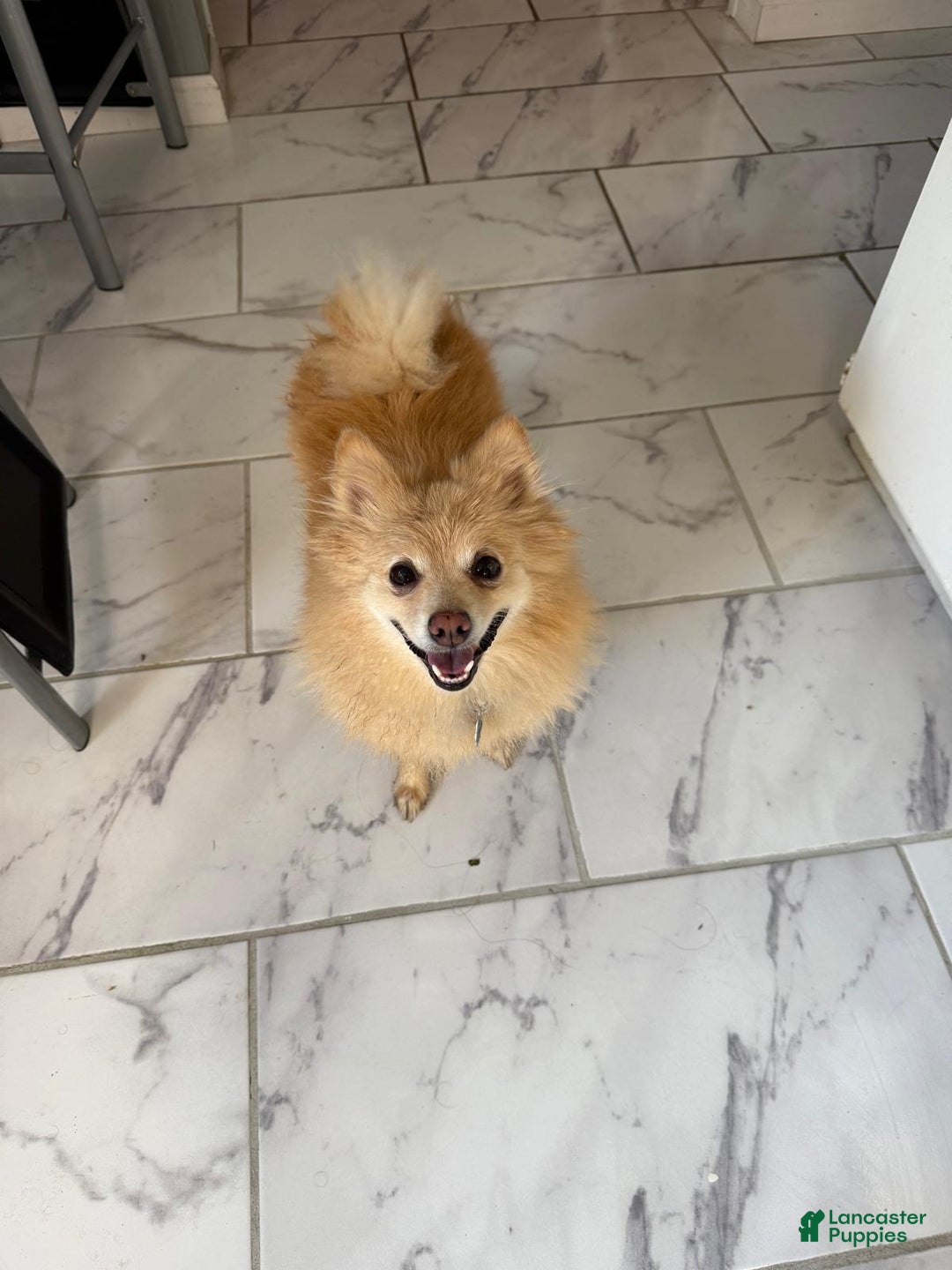 Pomeranian dogs for sale: Pomeranian Puppy 1 - Ad 23
