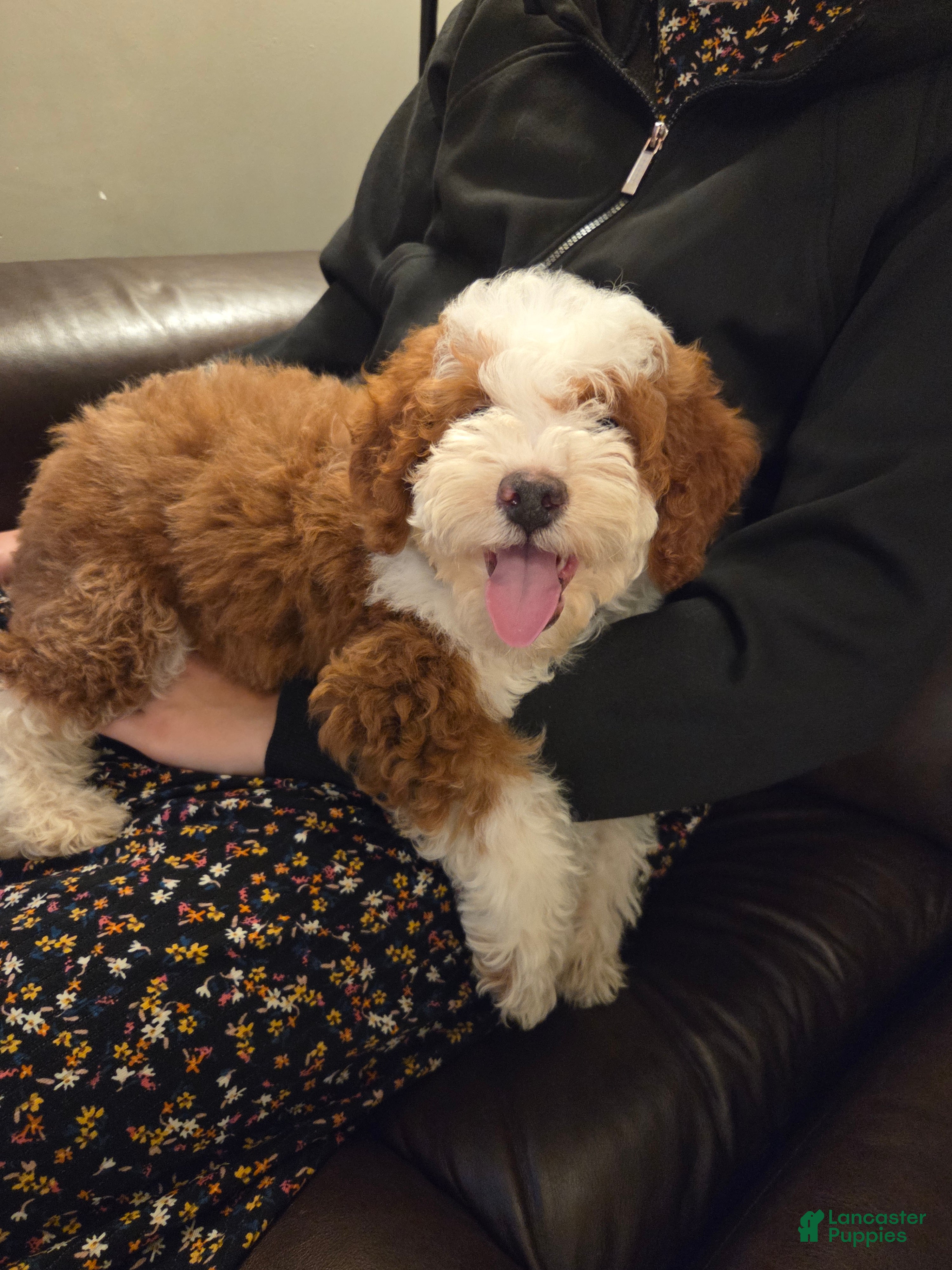 Mini Bernedoodle dogs EMMA - FEMALE Mini Bernedoodle 2 - Ad 1