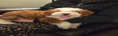 EMMA - FEMALE Mini Bernedoodle 2