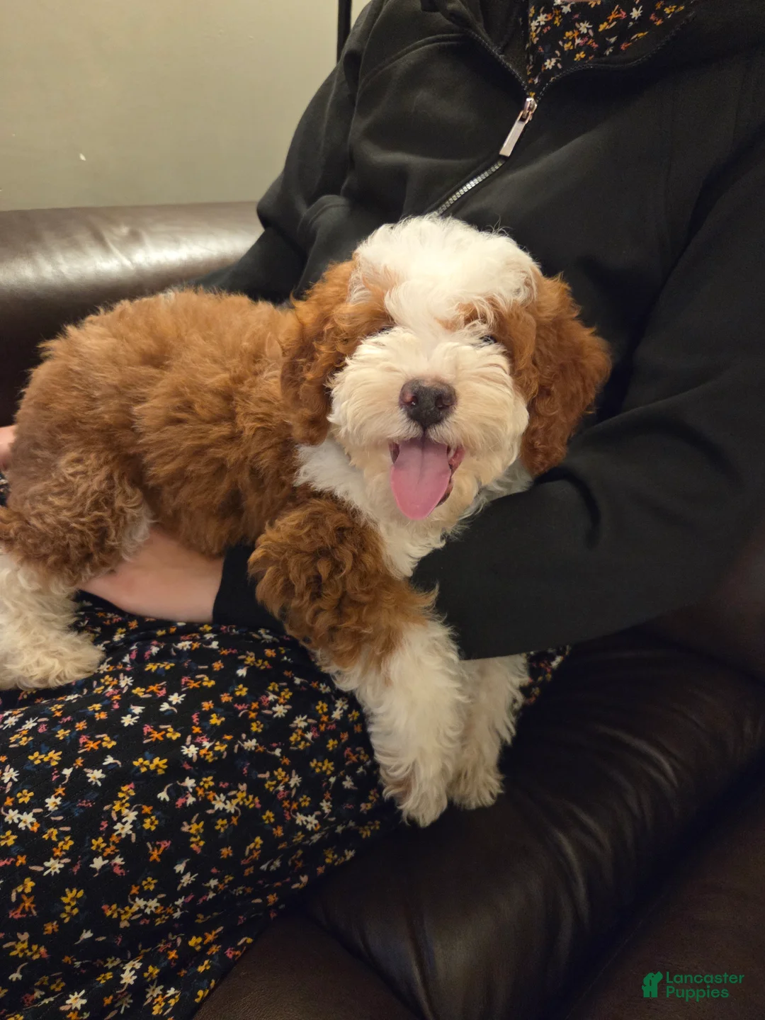 Mini Bernedoodle dogs for sale: EMMA - FEMALE Mini Bernedoodle 2 - Ad 1