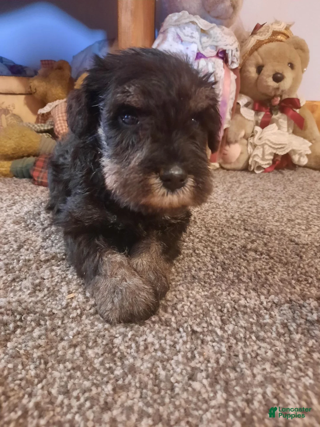 Miniature Schnauzer dogs for sale: AKC Peanut - Ad 2