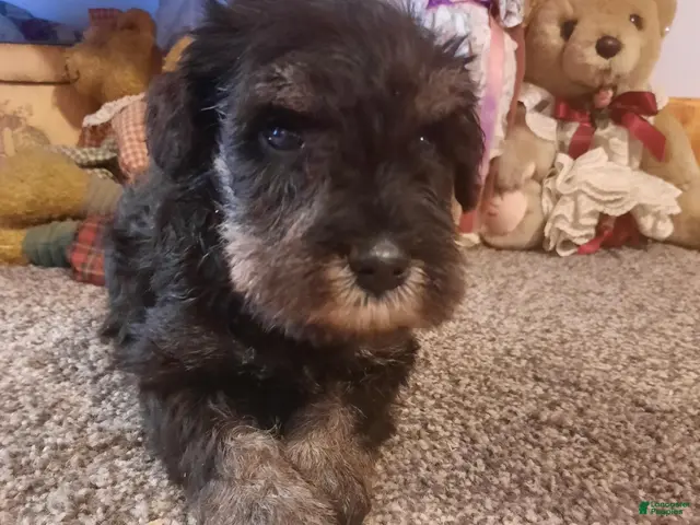 Miniature Schnauzer dogs for sale: AKC Peanut - Ad 2