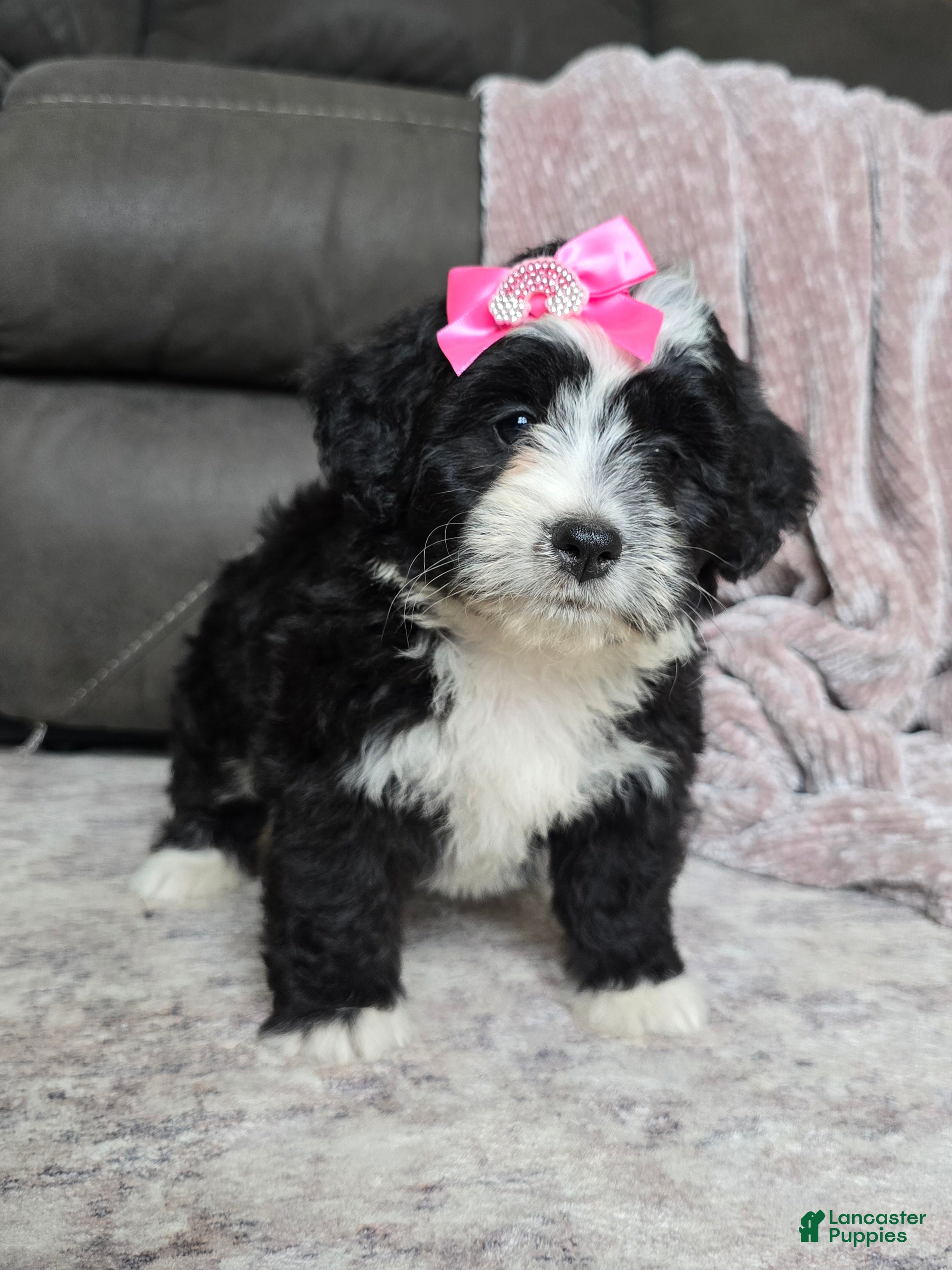 Mini Bernedoodle dogs Mini Wendy - Ad 2