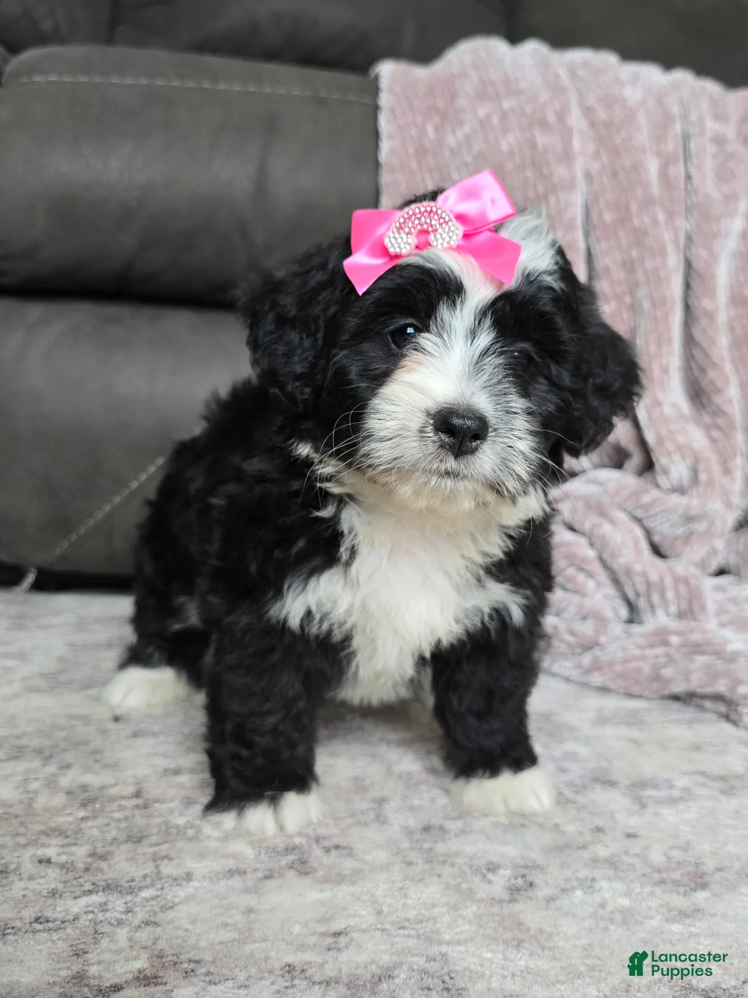 Mini Bernedoodle dogs for sale: Mini Wendy - Ad 2