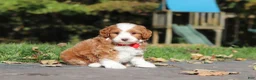 Cavapoo dogs for sale: Myles - Ad 1