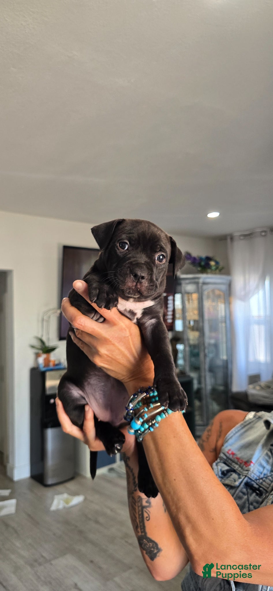 American Pit Bull Terrier dogs American Pit Bull Terrier Puppy 1 - Ad 5