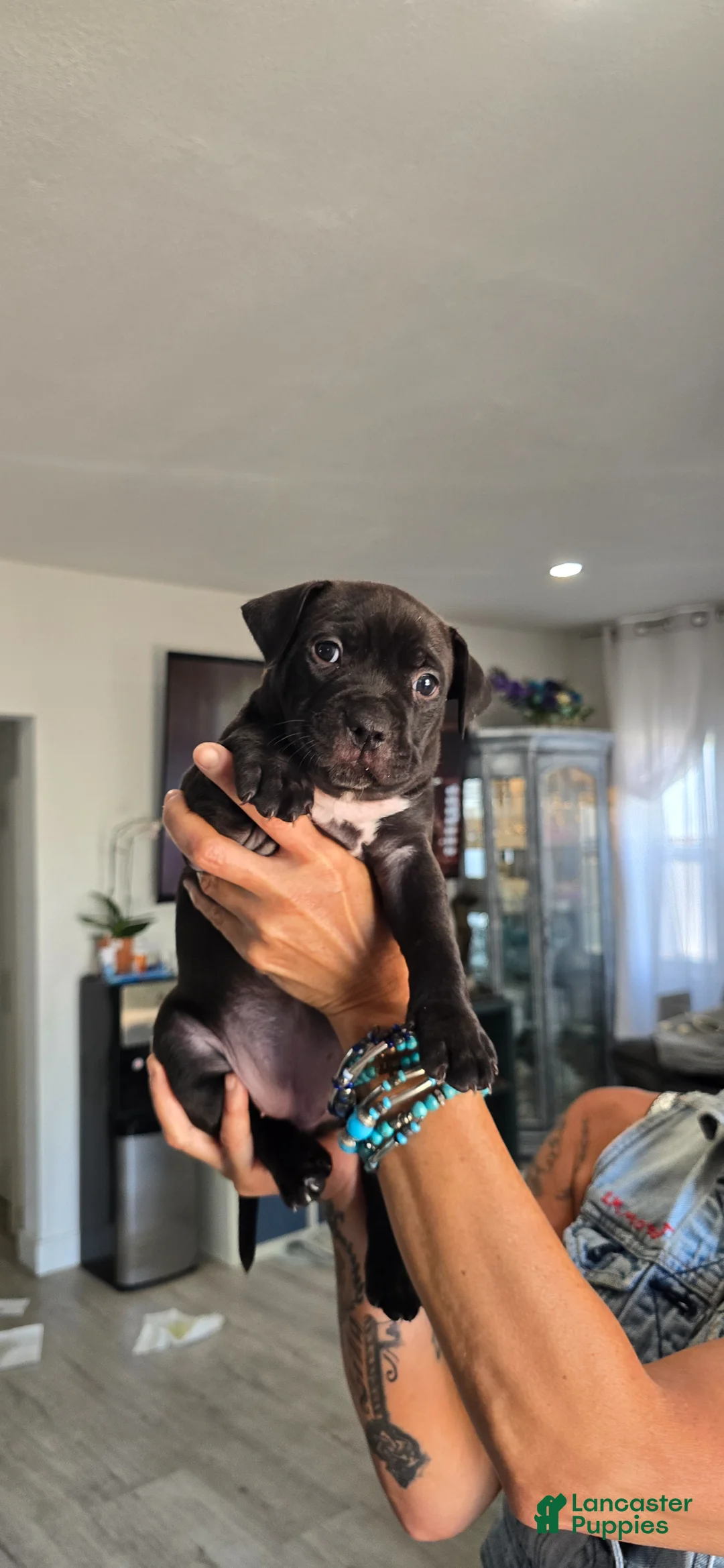American Pit Bull Terrier dogs for sale: American Pit Bull Terrier Puppy 1 - Ad 1