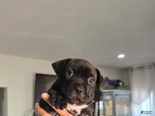 American Pit Bull Terrier dogs American Pit Bull Terrier Puppy 1 - Ad 5