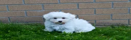 Maltese dogs for sale:  Jaden - Ad 9