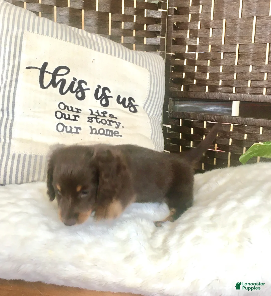 Dachshund dogs for sale: Coco❤️Chocolate Long Haired🐾ACA Registered - Ad 2
