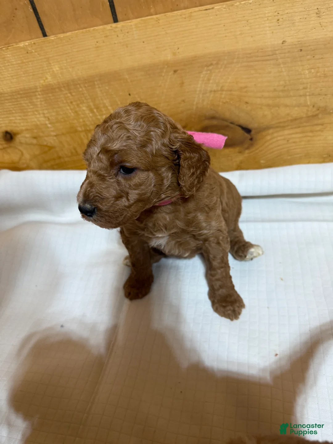 Goldendoodle dogs for sale: Goldendoodle Puppy 1 - Ad 1