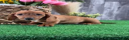 Dachshund dogs for sale: Dakota - Ad 2