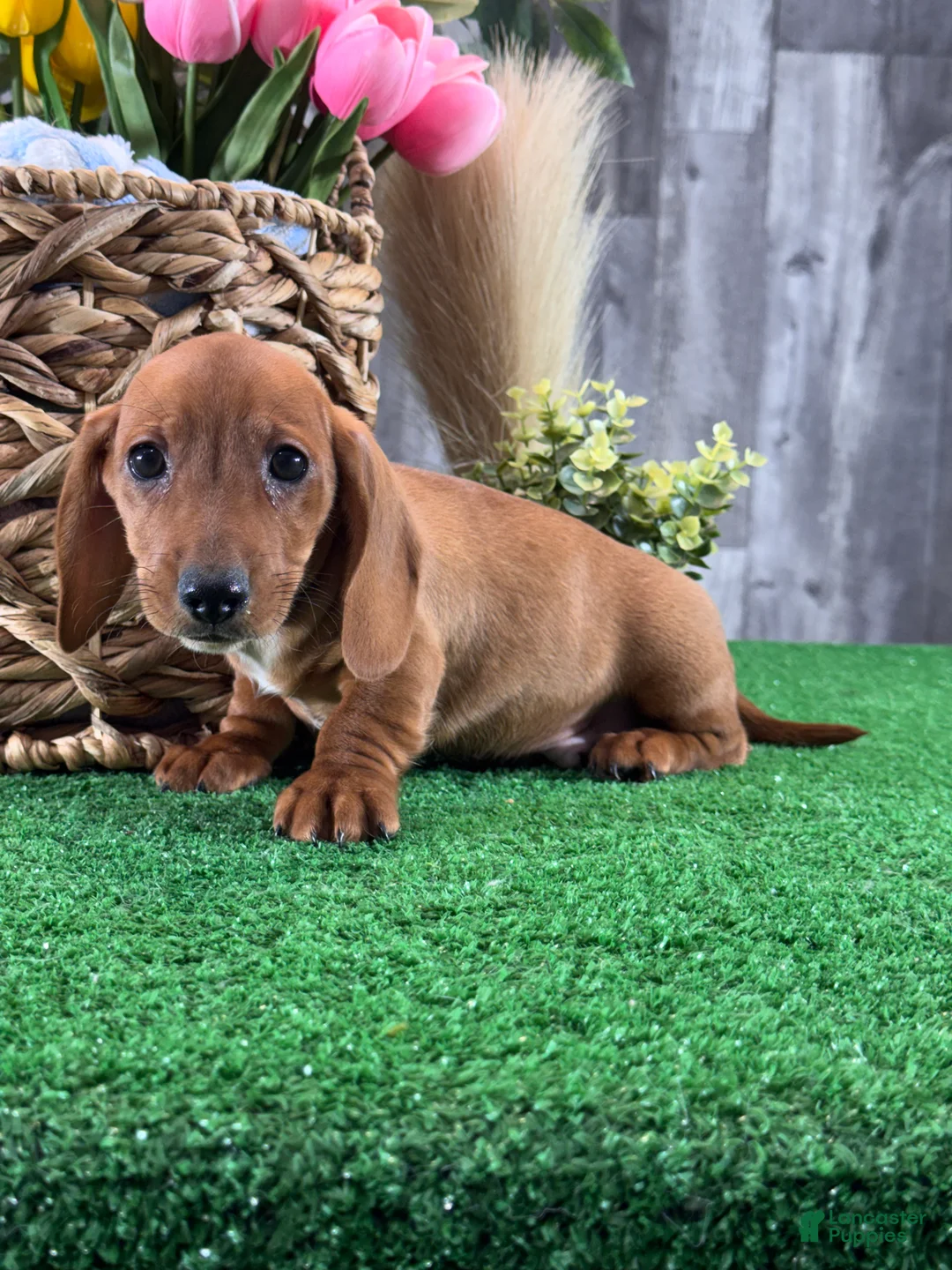 Dachshund dogs for sale: Dakota - Ad 2
