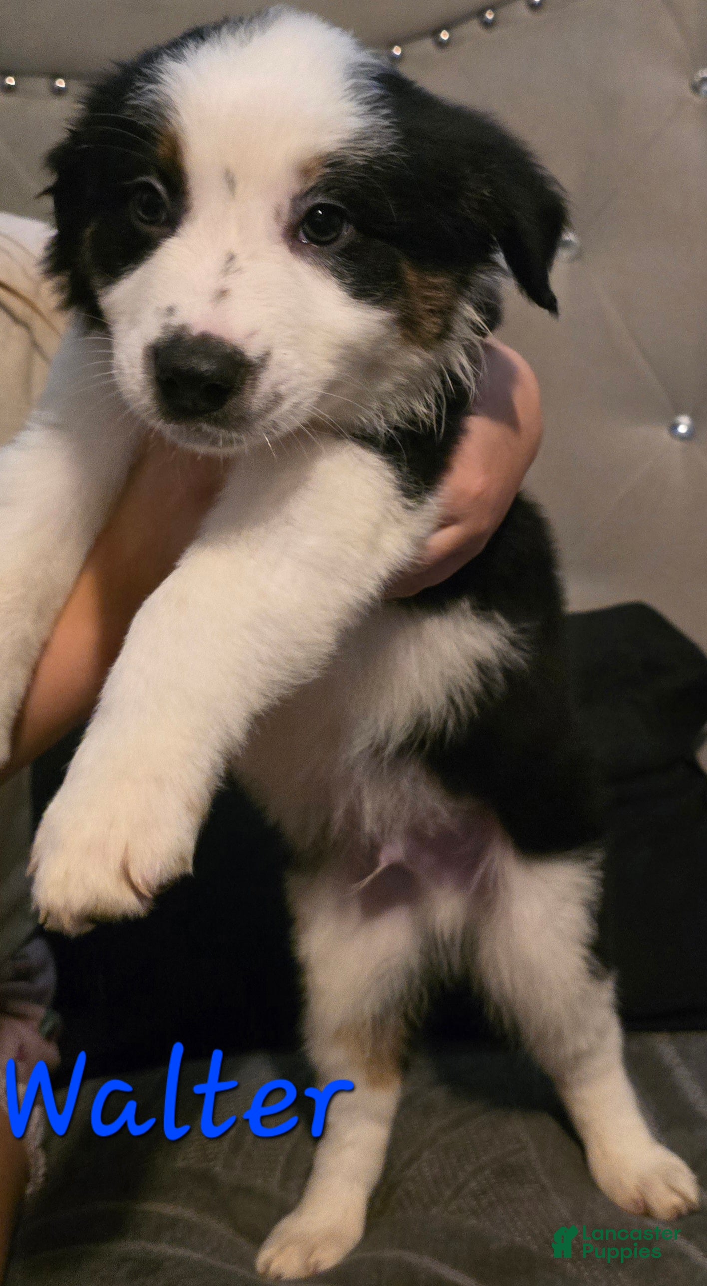 Mixed Breed dogs Male 3 (walter) - Ad 8