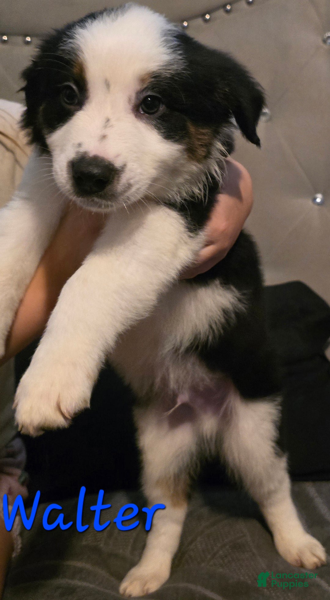 Mixed Breed dogs for sale: Male 3 (walter) - Ad 1