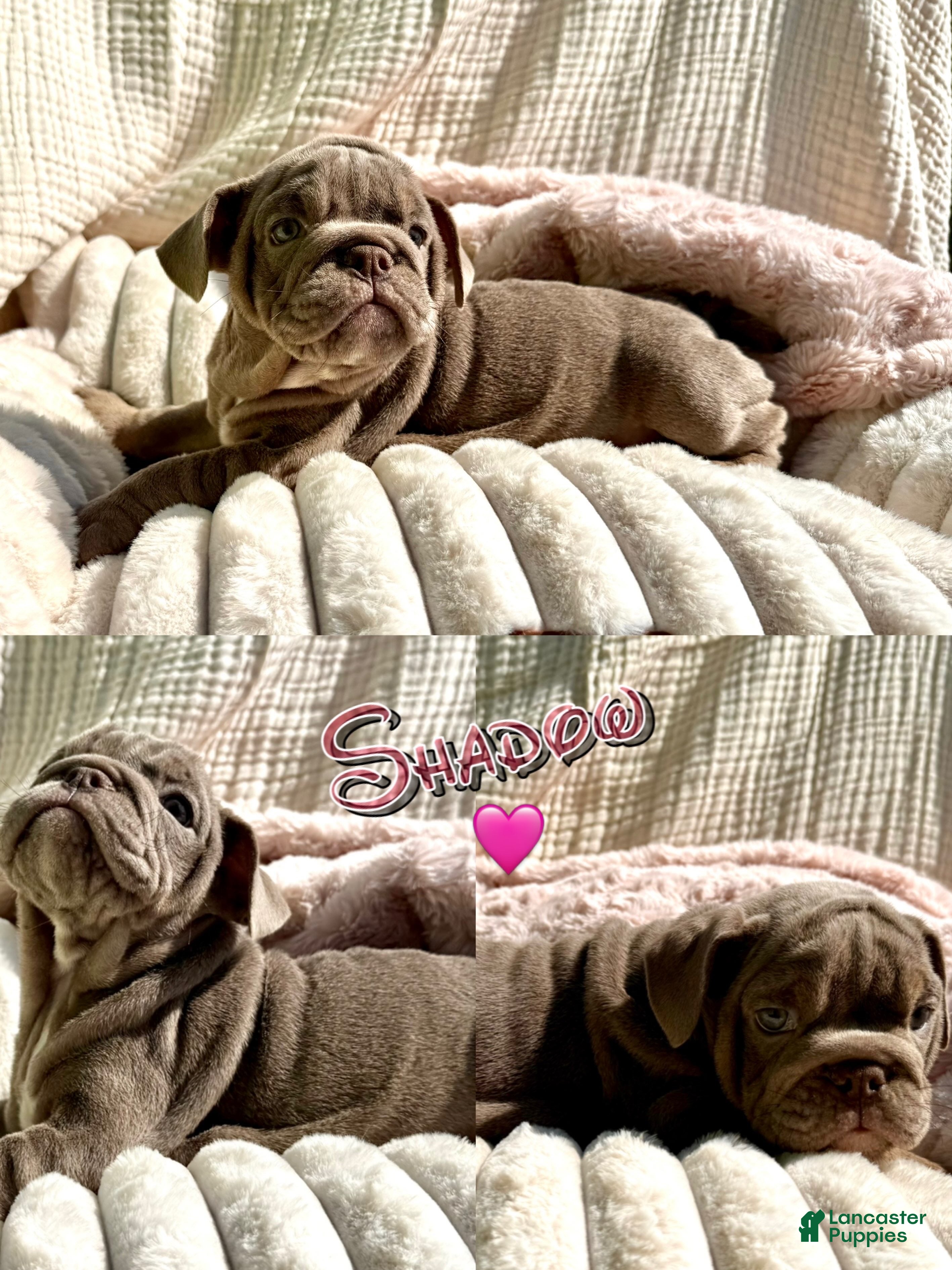 English Bulldog dogs English Bulldog 3 - Ad 2