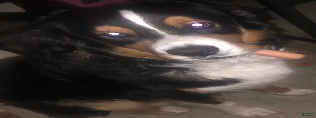 Duke