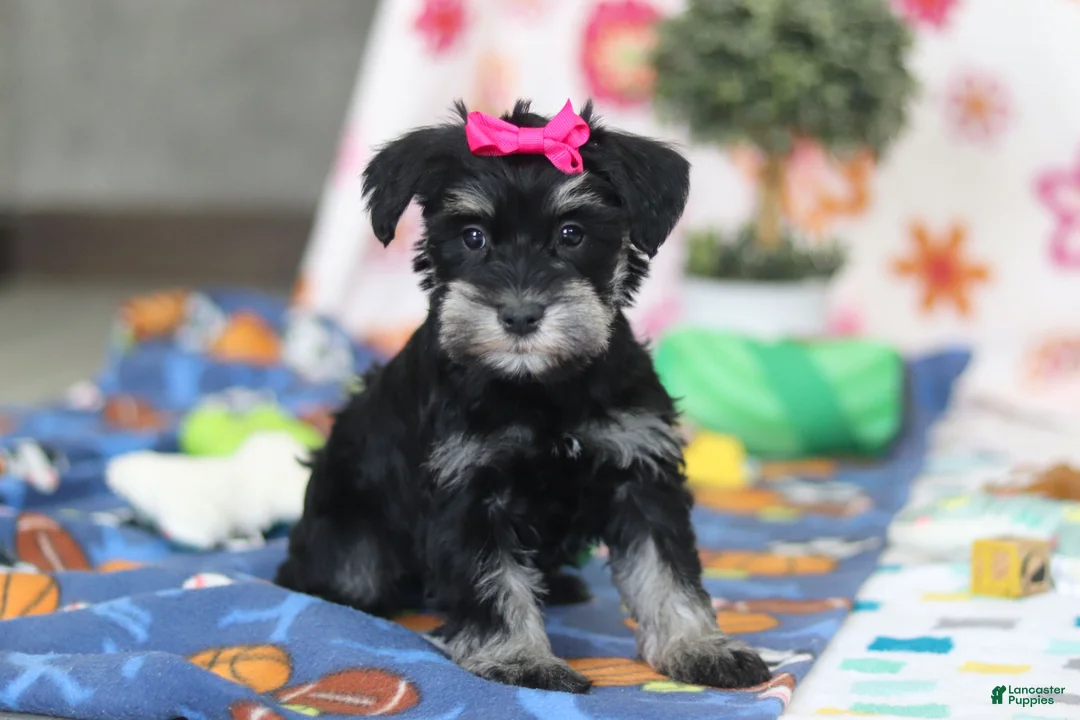 Miniature Schnauzer dogs for sale: Iris - Ad 2