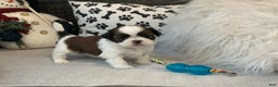 Shih Tzu dogs for sale: Tommy - Ad 1