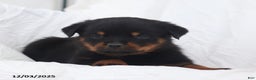 Rottweiler dogs for sale: Harley - Ad 4