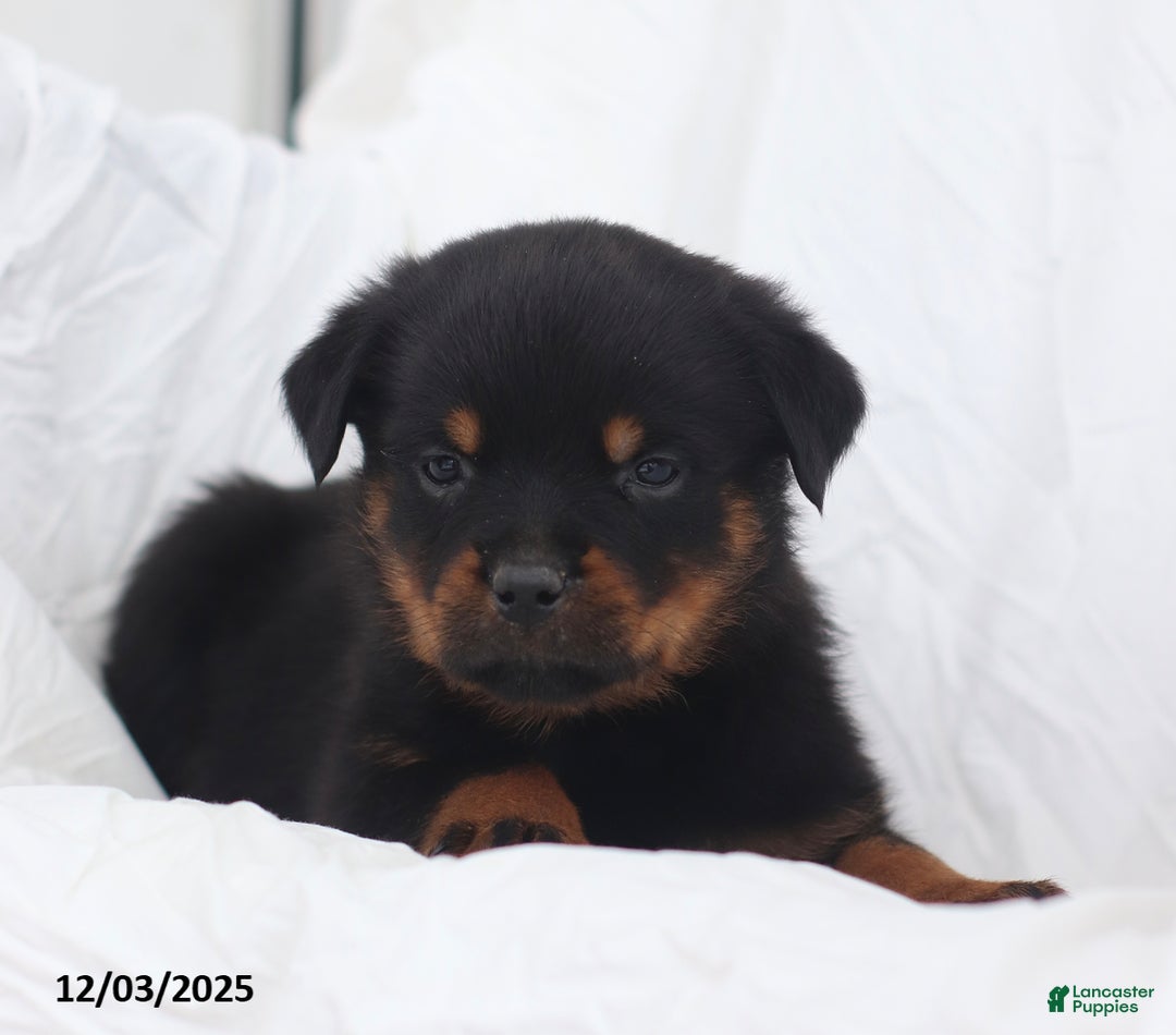 Rottweiler dogs for sale: Harley - Ad 4