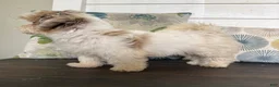 Shihpoo dogs for sale: Cinderella  - Ad 17