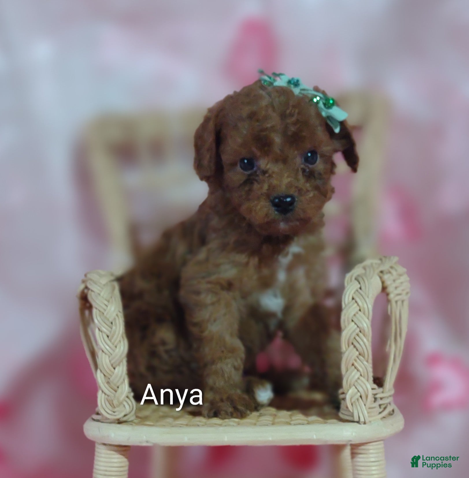 Cavapoo dogs Anya - Ad 1