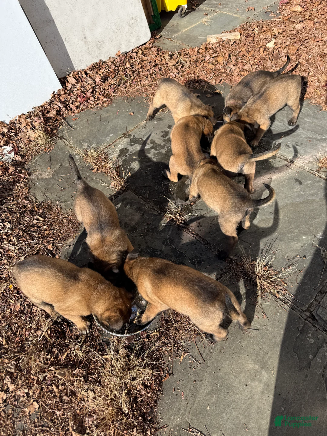 Belgian Malinois dogs for sale: Belgian Malinois Puppy 7 - Ad 8