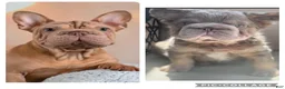 French Bulldog dogs for sale: Carlotta - Ad 2
