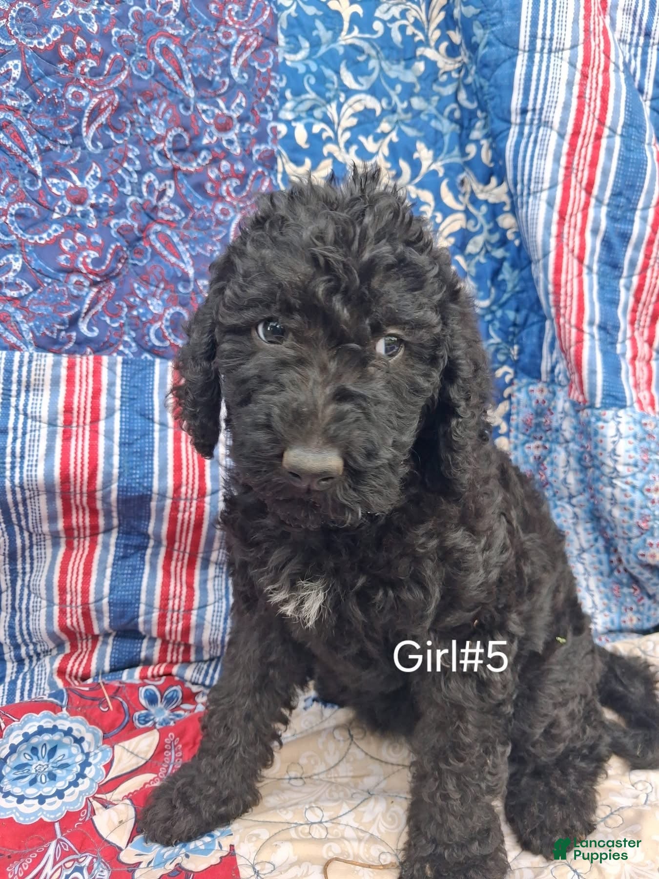 Labradoodle dogs Labradoodle 7 - Ad 34