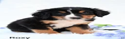 Bernese Mountain Dog dogs for sale: Roxy  - Ad 4