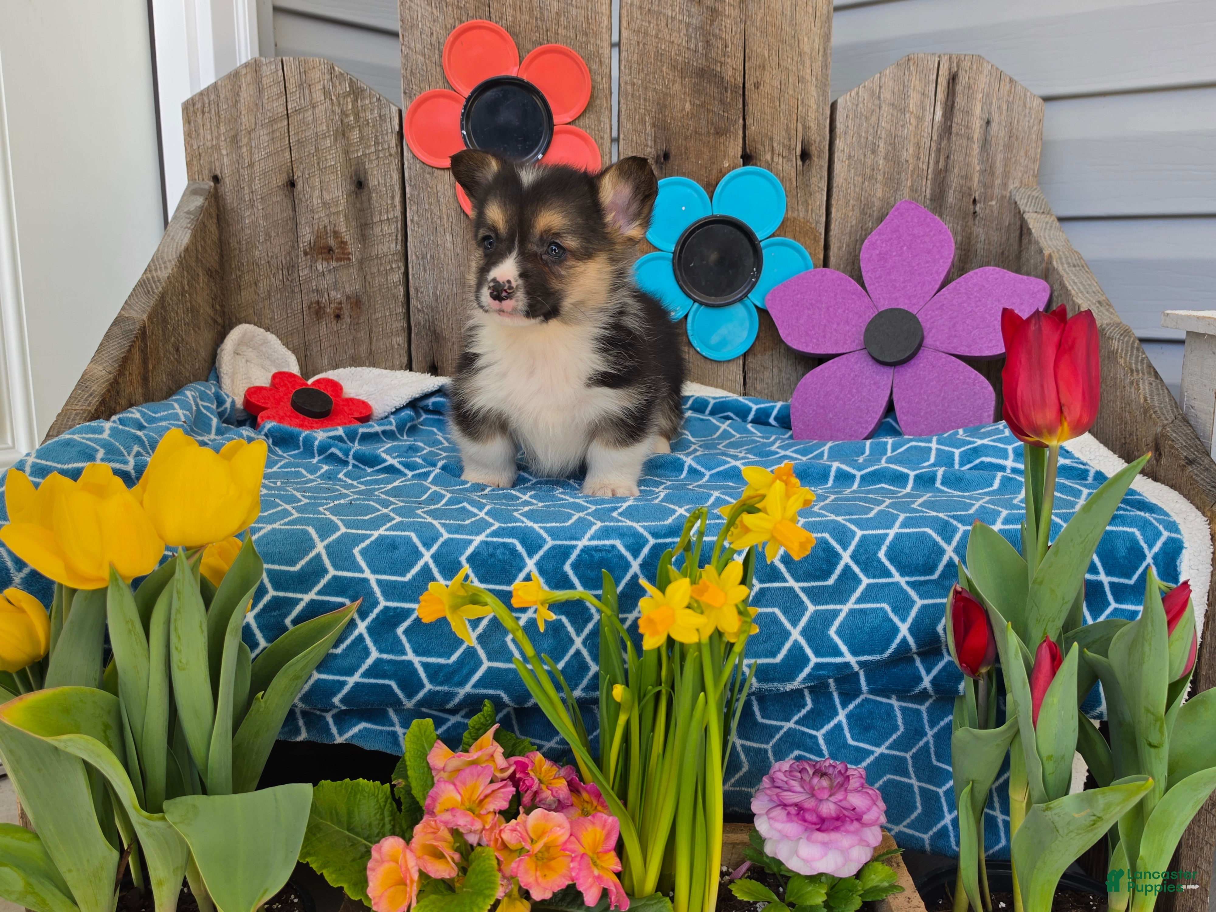 Welsh Corgi Pembroke dogs Buddy  - Ad 2