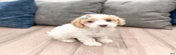 Cavapoo dogs for sale: Laina - Ad 3
