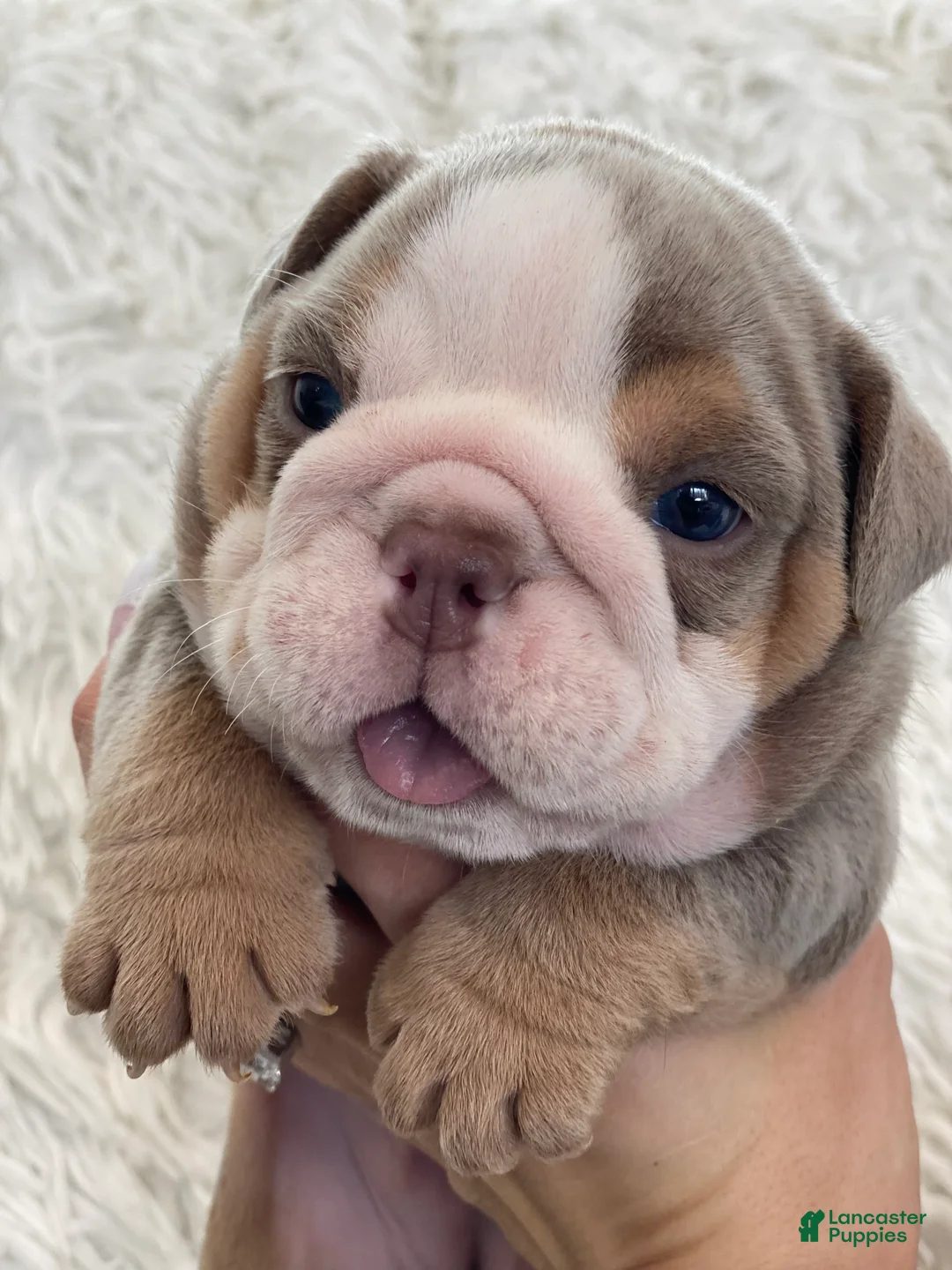 English Bulldog dogs for sale: Aurora - Ad 2