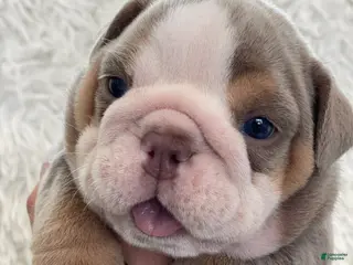 English Bulldog dogs Aurora - Ad 23