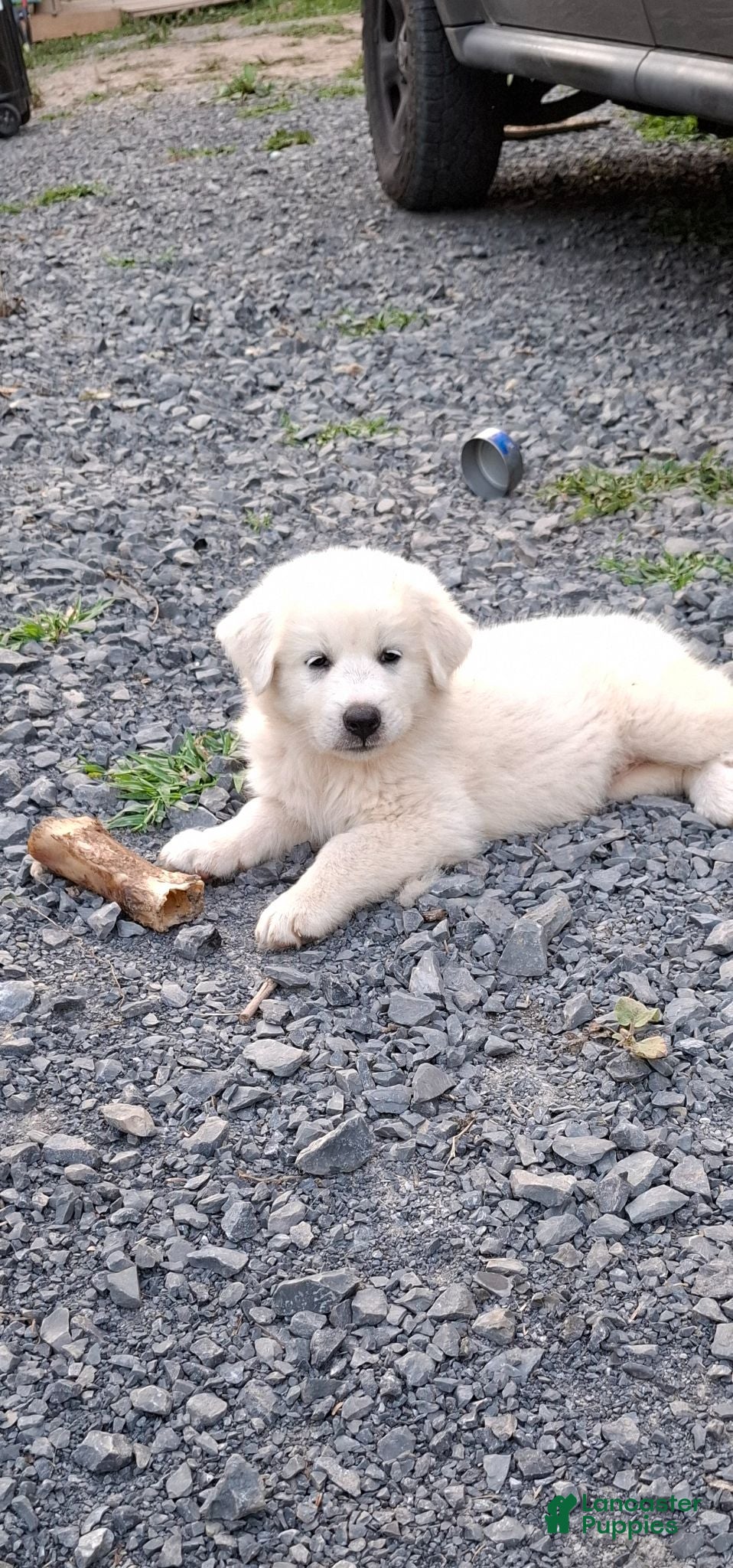 Great Pyrenees dogs Great Pyrenees 2 - Ad 29
