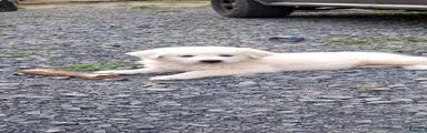 Great Pyrenees 2