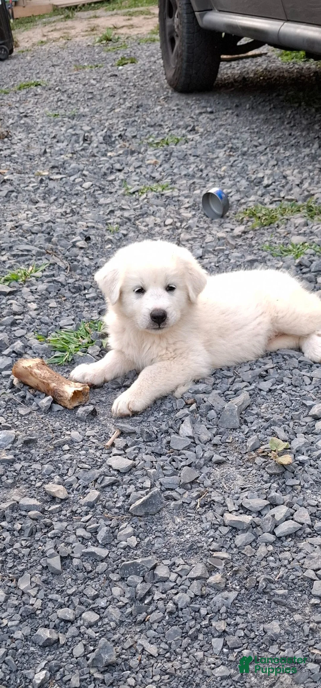 Great Pyrenees dogs for sale: Great Pyrenees 2 - Ad 1