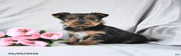 Yorkshire Terrier dogs for sale: Leo - Ad 2