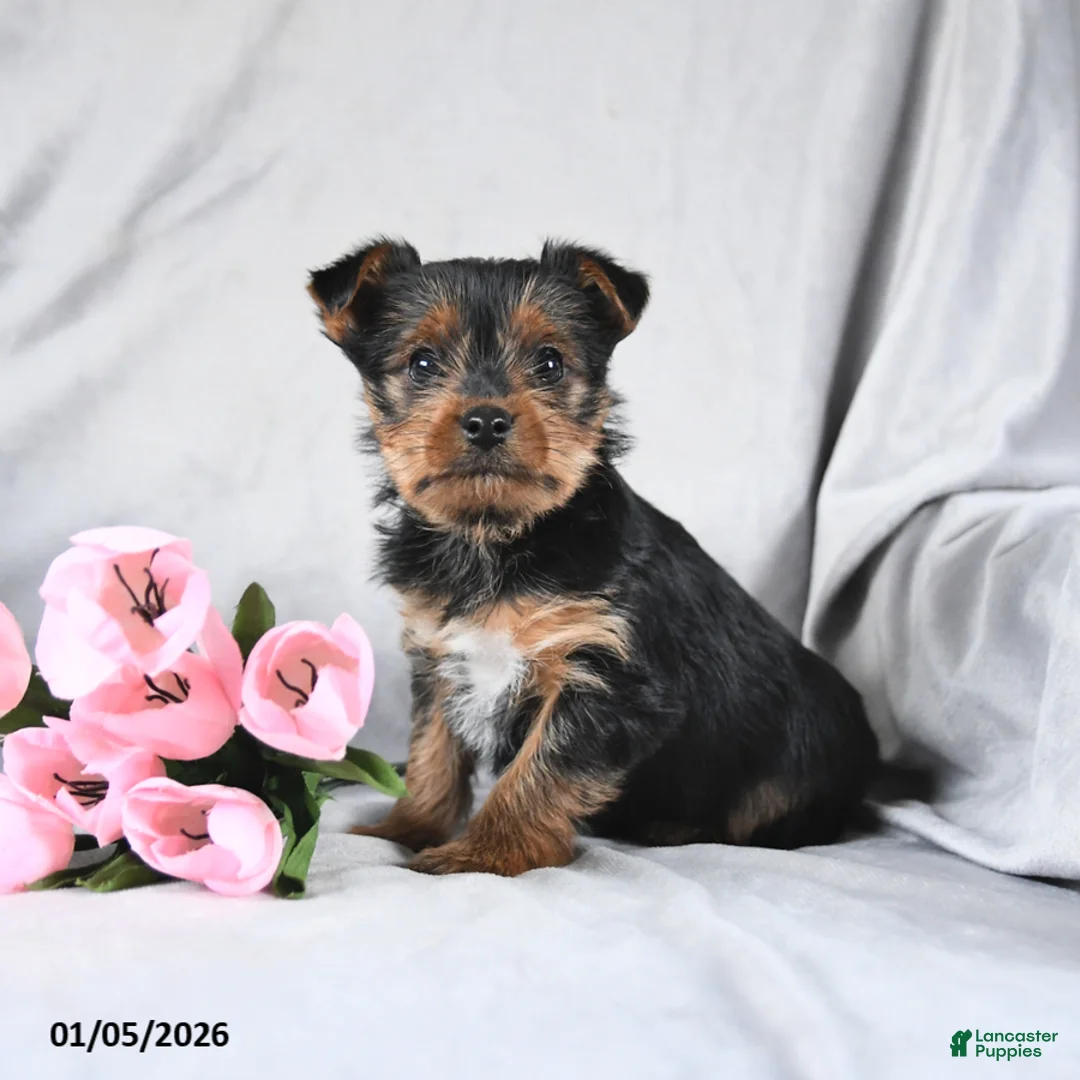 Yorkshire Terrier dogs for sale: Leo - Ad 2