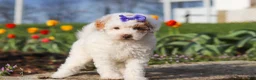Miniature Poodle dogs for sale: Cheyenne - Ad 4
