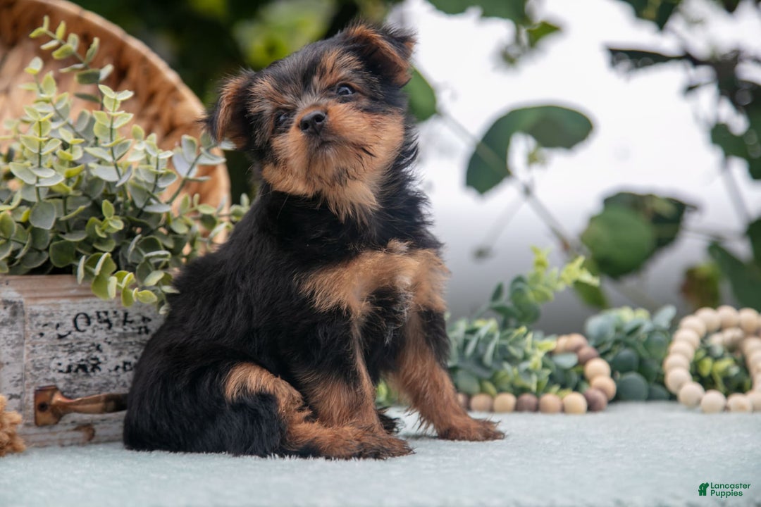 Shorkie dogs for sale: Hannah - Ad 3